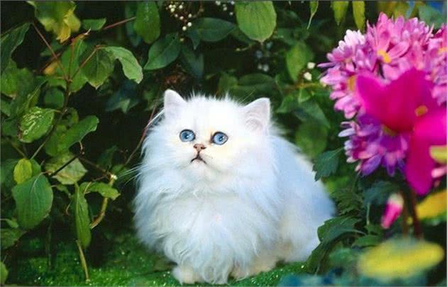 “猫中王妃”波斯猫，原来优点那么多，看完我也想养一只
