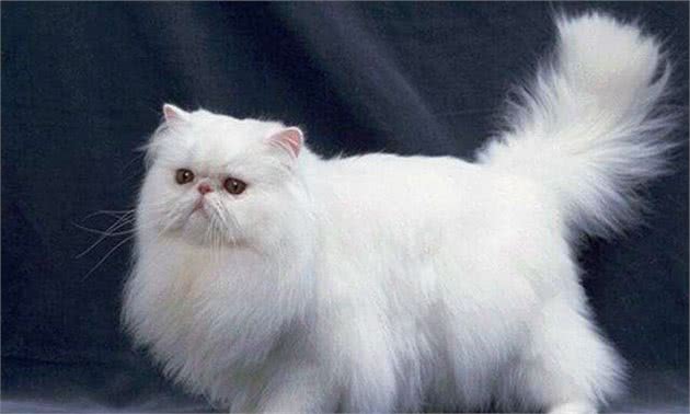 “猫中王妃”波斯猫，原来优点那么多，看完我也想养一只