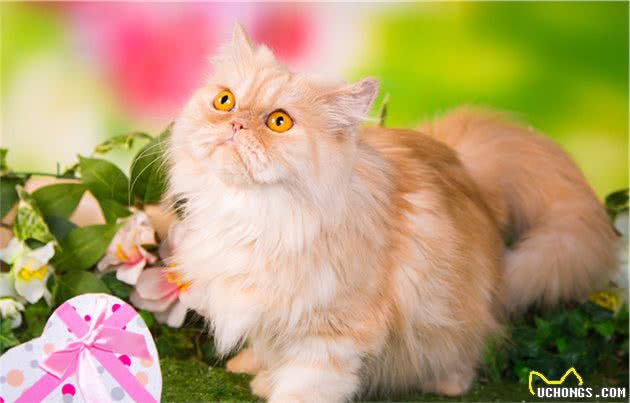 “猫中王妃”波斯猫，原来优点那么多，看完我也想养一只