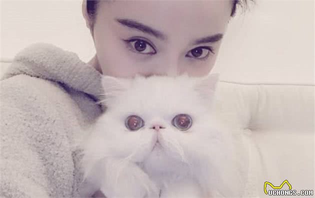 “猫中王妃”波斯猫，原来优点那么多，看完我也想养一只