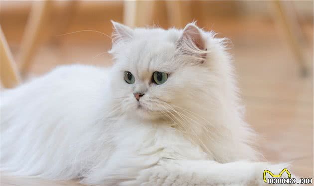 “猫中王妃”波斯猫，原来优点那么多，看完我也想养一只