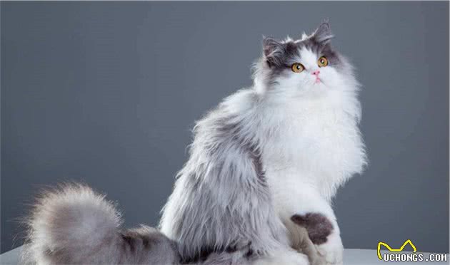 “猫中王妃”波斯猫，原来优点那么多，看完我也想养一只