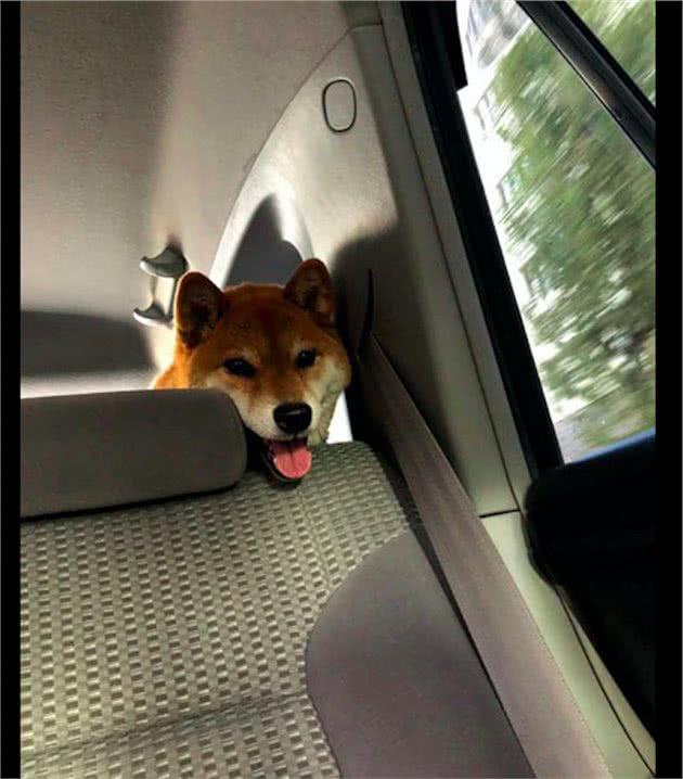 主人骗柴犬去医院，狗狗一开始面带着笑容，到最后表情都凝固了