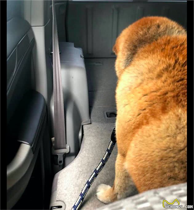 主人骗柴犬去医院，狗狗一开始面带着笑容，到最后表情都凝固了