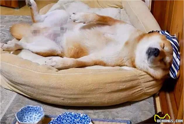 柴犬陪伴主人玩耍，却被铲屎官灌了啤酒，几口后便醉得四脚朝天！