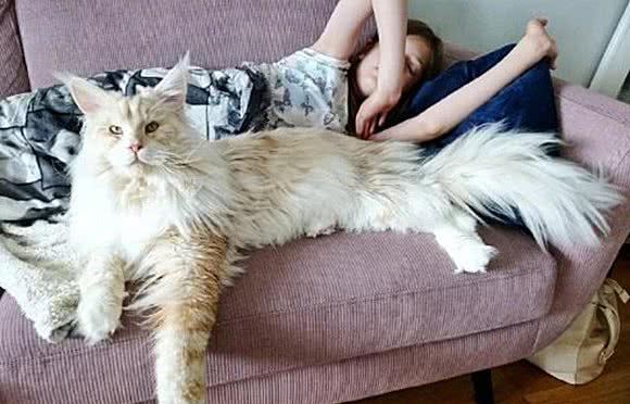 缅因猫气场太强，让人难以靠近，那是你没有真正了解它