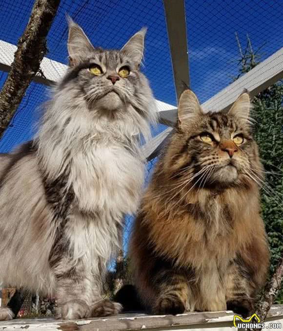 缅因猫气场太强，让人难以靠近，那是你没有真正了解它