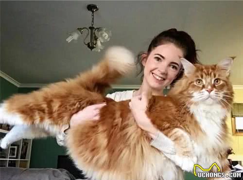 缅因猫气场太强，让人难以靠近，那是你没有真正了解它