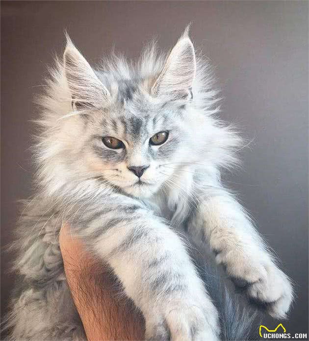 缅因猫气场太强，让人难以靠近，那是你没有真正了解它