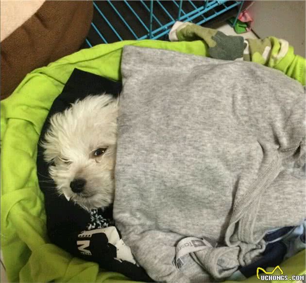 怎么知道比熊犬身上有虫？这6大信号，赶紧“驱虫”，刻不容缓