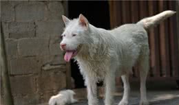 中华名猎—下司犬