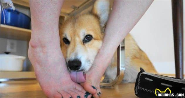 为什么狗狗喜欢趴在宠主身边睡觉，赶都赶不走？看完给狗狗奖励吧