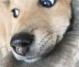 土狗回来后一直在呜咽，鼻子上多出个血孔，看清后真的好心疼