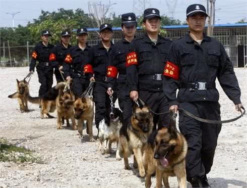 预备警犬的训练，一只狗狗引起争议，它难道有关系？