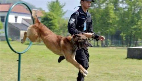 预备警犬的训练，一只狗狗引起争议，它难道有关系？