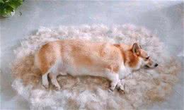 养狗知识：狗狗掉毛的季节，帮助狗狗减少掉毛的三大措施