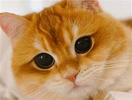 公认“最帅”的5种猫咪，缅因猫上榜
