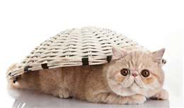 异国短毛猫的喂养方法