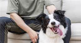 想要狗狗健康，学会下面6个办法，保证狗狗长寿
