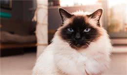 伯曼猫也是挖煤工吗？一起了解伯曼猫的起源