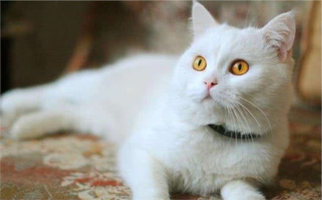 五种受欢迎的宠物，斯芬克斯猫虽无毛但奈何身材好，深受人们喜爱