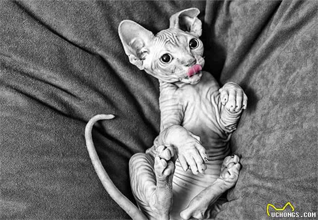 五种受欢迎的宠物，斯芬克斯猫虽无毛但奈何身材好，深受人们喜爱