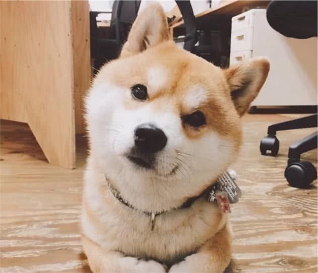 这几种狗狗最适合家养，你get到了吗？