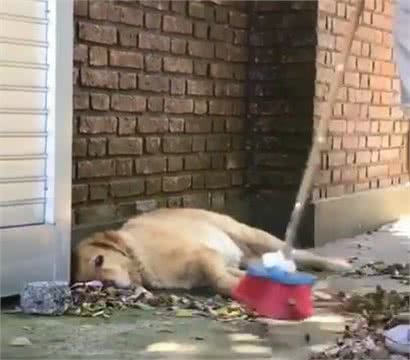 懒惰狗狗看主人扫地，坚决不肯动，主人：它就叫懒惰