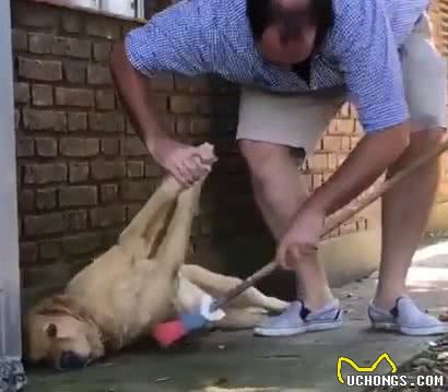 懒惰狗狗看主人扫地，坚决不肯动，主人：它就叫懒惰