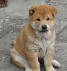 日本的“土狗”柴犬，凭什么能比中国土狗的身价贵几十倍？