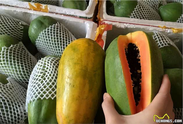 养狗小知识：对狗狗有好处的“6种水果”