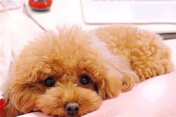 泰迪幼犬一顿吃多少？要根据它的体质判断，使用科学的喂养方法