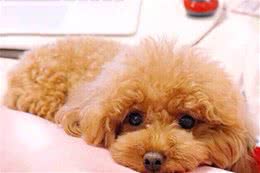 泰迪幼犬一顿吃多少？要根据它的体质判断，使用科学的喂养方法
