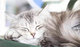 猫的生活习性特征