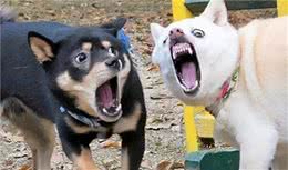 这5件事，对狗狗来说，比打针还“可怕”