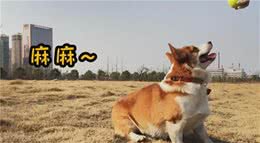柯基标准体重是多少斤？