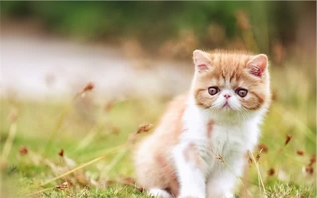 异国短毛猫（加菲猫）怎么养？
