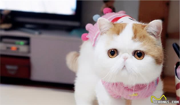 异国短毛猫（加菲猫）怎么养？