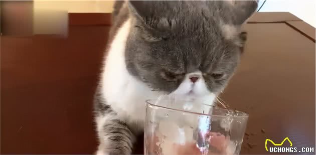 异国短毛猫（加菲猫）怎么养？