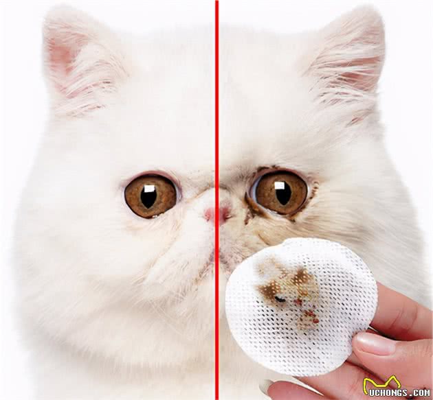 异国短毛猫（加菲猫）怎么养？