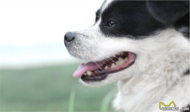 原来边牧犬舔这些地方，是有事情告诉你的