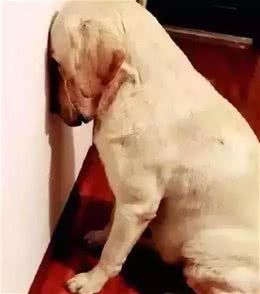 安爸告诉您狗狗会哭吗？