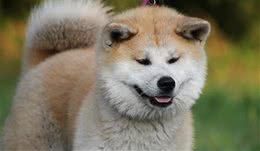 秋田犬将在日本消失？纯种秋田犬“太大”逐渐被淘汰