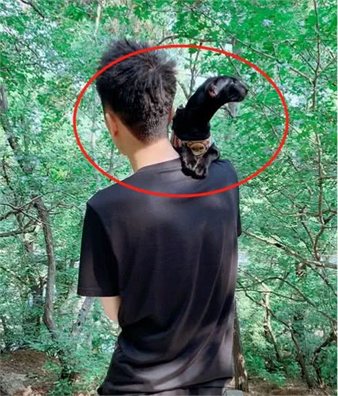 网友带着自己的猫逛街，路人围观：这品种看着怎么那么凶