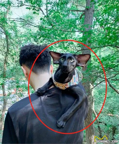 网友带着自己的猫逛街，路人围观：这品种看着怎么那么凶