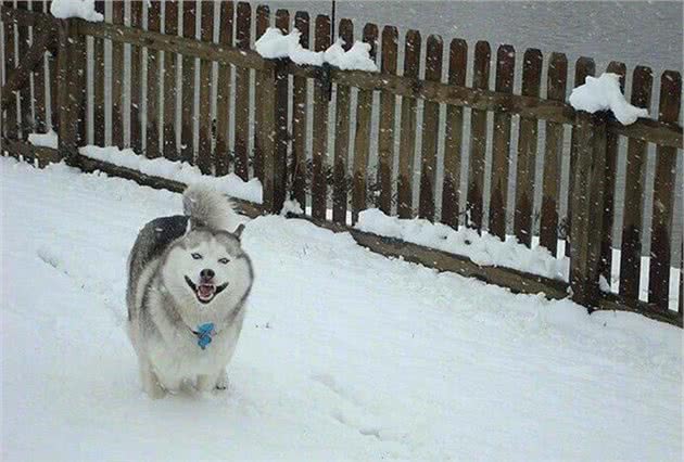 宠物在雪地玩耍注意哪些你知道吗
