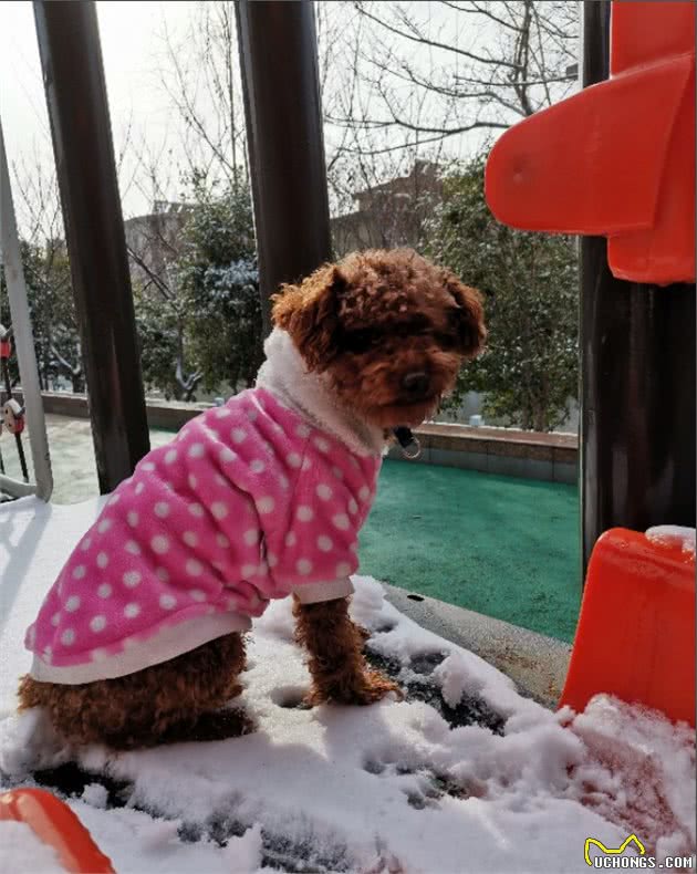 宠物在雪地玩耍注意哪些你知道吗