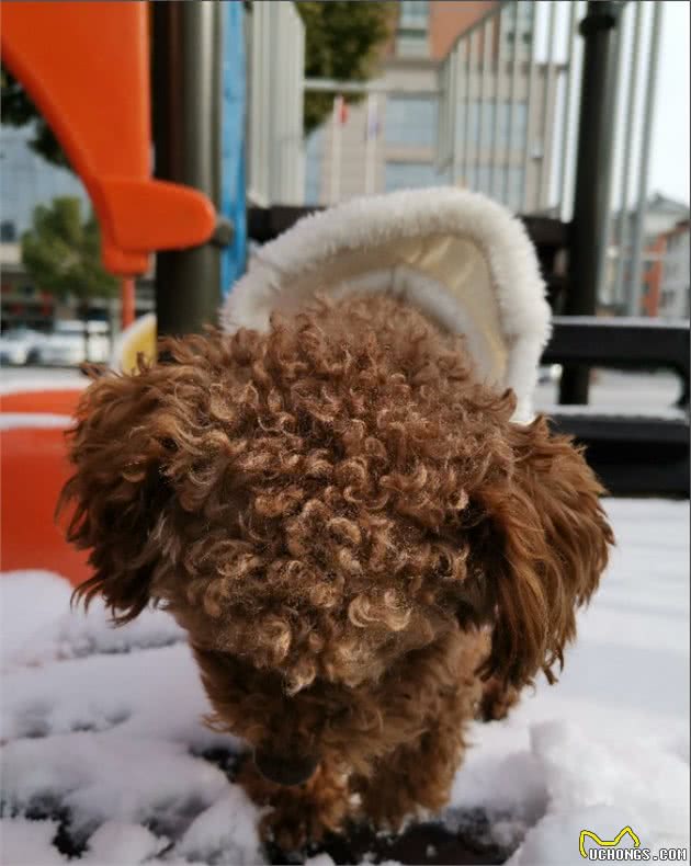 宠物在雪地玩耍注意哪些你知道吗