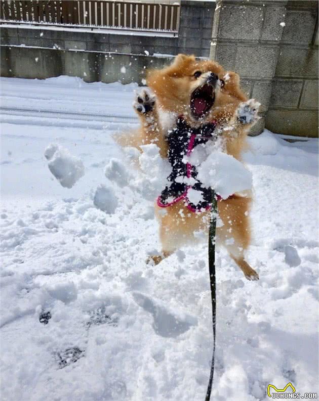 宠物在雪地玩耍注意哪些你知道吗