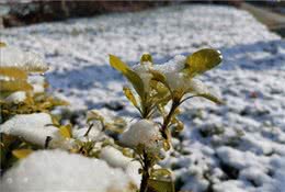 宠物在雪地玩耍注意哪些你知道吗